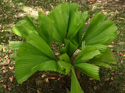 Palm Ruff
