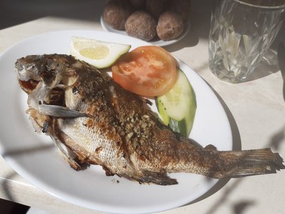 Palmas Grunter