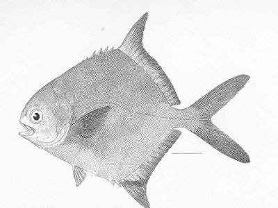 Pampano