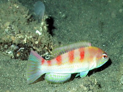 Panamanian Hogfish