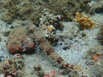 Panamanian Lizardfish