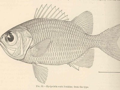 Panamic Soldierfish