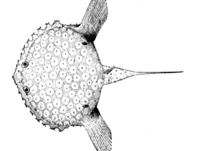 Pancake Batfish