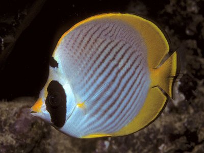 Panda Butterflyfish