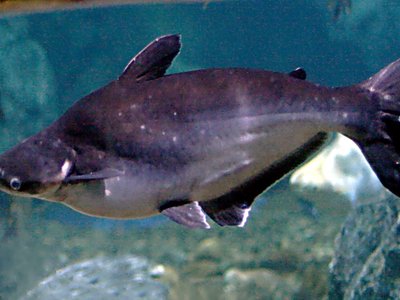 Pangas