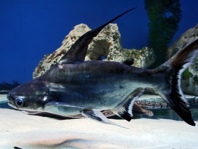 Pangasius