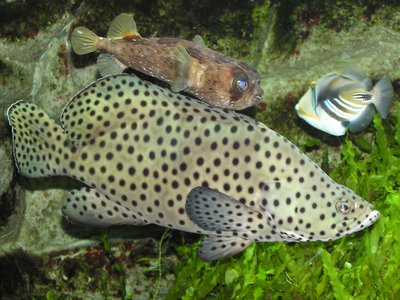 Panther Grouper