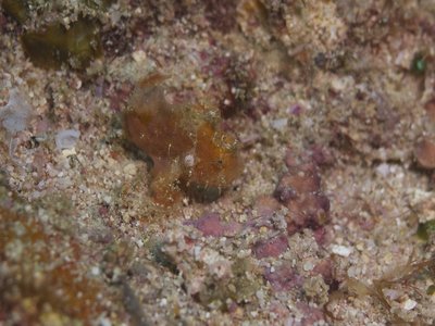 Papuan Frogfish