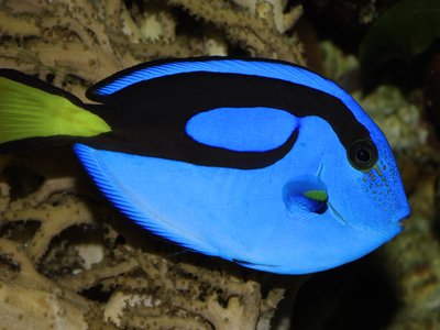 Paracanthurus Hepatus