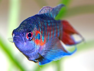 Paradise Fish