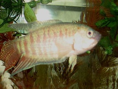 Paradise Gourami