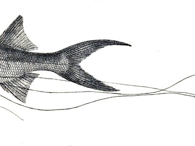 Paradise Threadfin