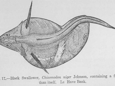 Paradox Fish
