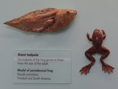 Paradoxical Fish