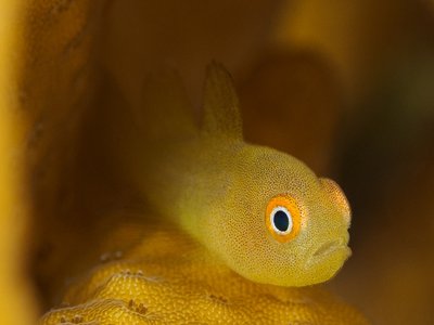 Paragobiodon