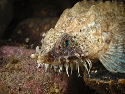 Paragonus