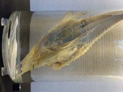 Paraheminodus
