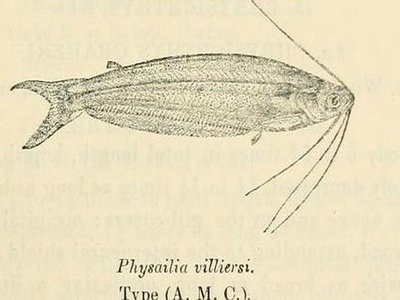 Parailia