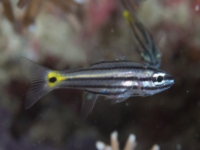 Paramia