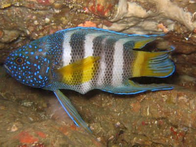 Paraplesiops