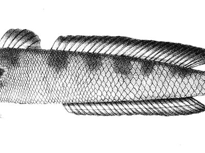 Parapocryptes serperaster