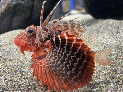 Parapterois
