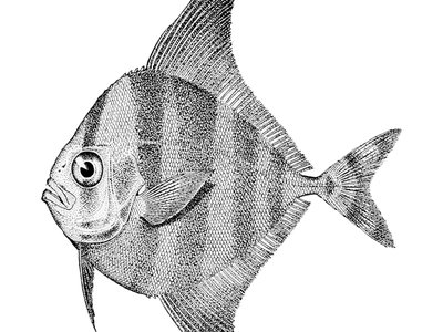 Parastromateus