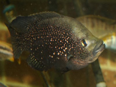 Paratilapia