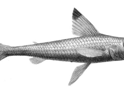 Paraulopus