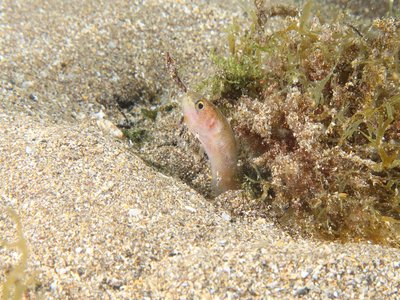 Parophidion