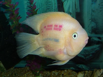 Parrot Cichlid