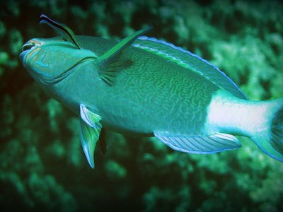 Parrot Wrasse