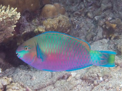 Parrotfish