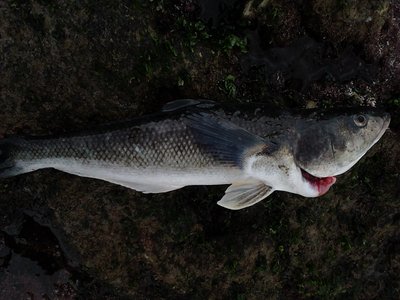 Patagonian Blennie