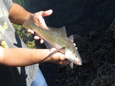 Patagonian Blenny