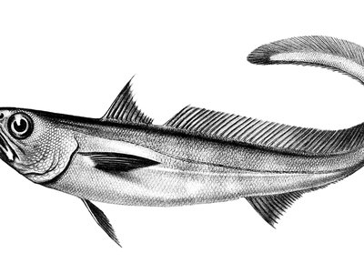 Patagonian Grenadier