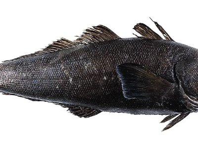 Patagonian Toothfish