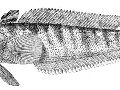 Patagonotothen