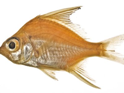 Patao