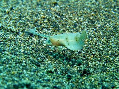 Pavo Razorfish