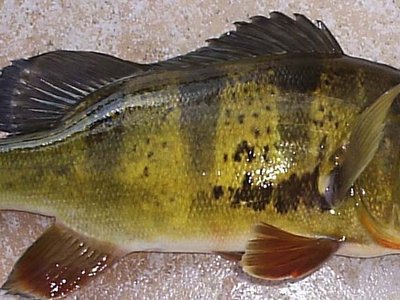 Peacock Bass