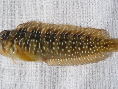Peacock Blenny