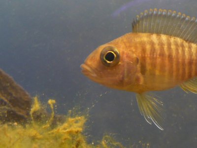 Peacock Cichlid