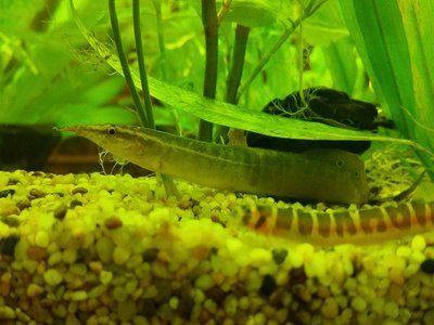 Peacock Eel