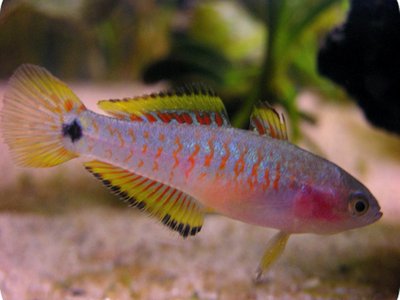 Peacock Goby