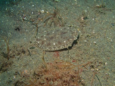 Peacock Sole