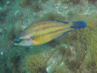 Peacock Wrasse