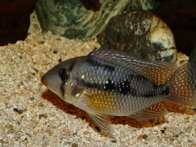 Pearl Cichlid