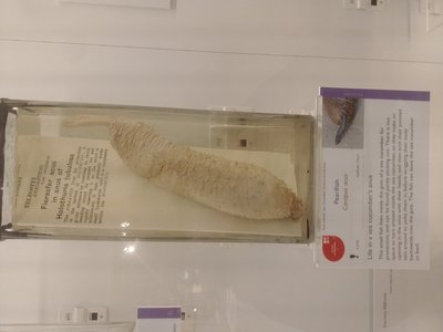Pearlfish