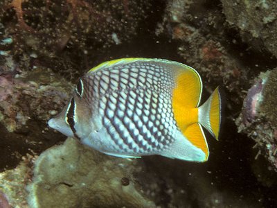 Pearlscale Butterflyfish